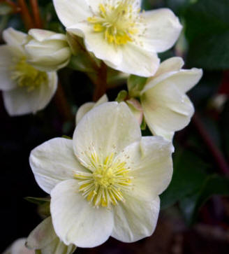 Christmas Rose flower group